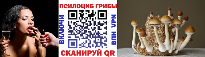 Галлюциногенные грибы Psilocybine cubensis  Волоколамск 